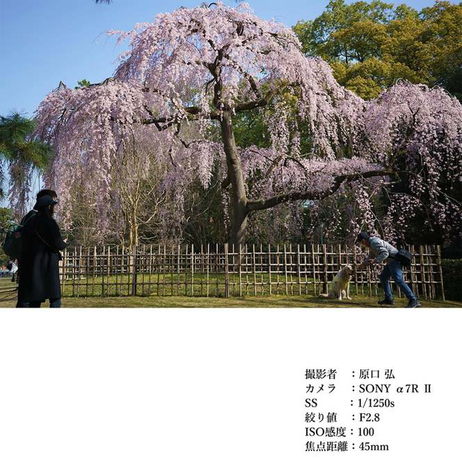 SIGMA 45mm F2.8 DG | Contemporary【Lマウント】（ブラック）