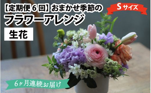 【定期便6回】母の日アレンジok おまかせ季節のフラワーアレンジ（生花）Ｓサイズ×6ヶ月【母の日申込期日：4/26（日）まで】【母の日発送予定日：～5/11（月）まで】お好み 日時指定可能