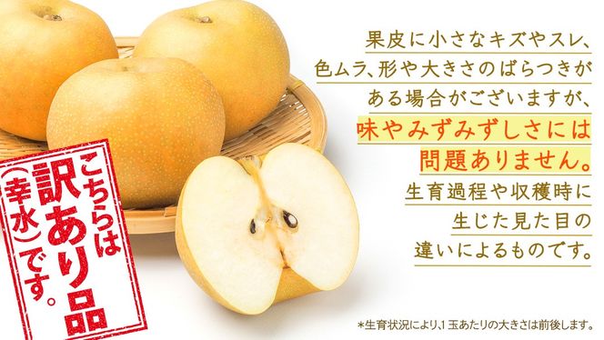 ＜ 訳あり ＞ 幸水 約5kg 【2026年8月より発送開始】（茨城県共通返礼品 [梨]：大子町産） ご家庭用 フルーツ なし ナシ 和梨 梨 わけあり 果実 旬のフルーツ お取り寄せ くだもの 果物 みずみずしい