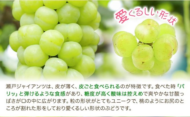【2027年先行予約】瀬戸ジャイアンツ 2房 (1房480g以上) 合計約1kg 化粧箱入り 株式会社山博《2027年9月上旬-10月上旬頃出荷》岡山県 笠岡市 ぶどう マスカット 果物 大粒 種なし 桃太郎ぶどう 岡山県産 国産 送料無料【配送不可地域あり】---Y-50---