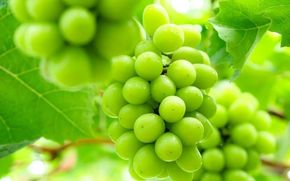 【訳あり品】 しげちゃん農園の シャインマスカット「晴王」 1.4kg前後（2～3房入） 【2026年10月上旬～順次発送】 ※小粒や見た目の良くないもの等の訳あり品 岡山県真庭市産 ぶどう シャインマスカット フルーツ 【shifarm003-02】