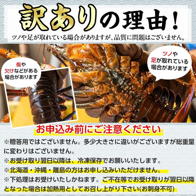 【1023210a】＜訳あり＞朝獲れ発送！鮮魚問屋が厳選した氷締め伊勢海老(3～7尾・総量3kg以上) 伊勢エビ 伊勢えび 刺身 さしみ えび 海老 魚介類 海鮮 刺身 塩焼き 訳あり 訳アリ 【江川商店】