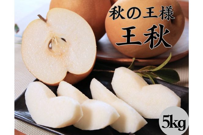 【先行予約／数量限定200】農家直送 秋の王様 「王秋」5kg（概ね7玉～12玉）（2025年11月上旬～発送）　DE00128