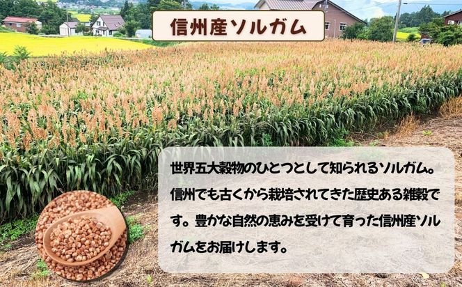 【先行予約】飯山産ソルガム 500ｇ 1袋 《出荷時期：2026年12月中旬頃〜》（Cn-001）