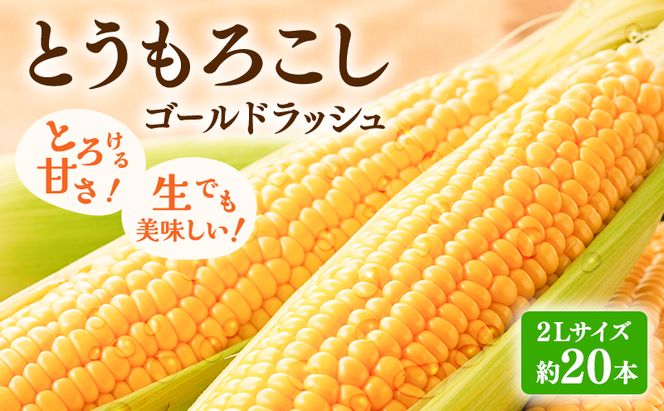 【2026年発送】富良野産 とうもろこし ゴールドラッシュ 約20本 コーン とうきび トウモロコシ 2Lサイズ 野菜 甘い BBQ 北海道 富良野 ふらの
