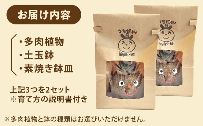 つちだくん2個セット 多肉 ポット セット 愛西市 / 花のひより園