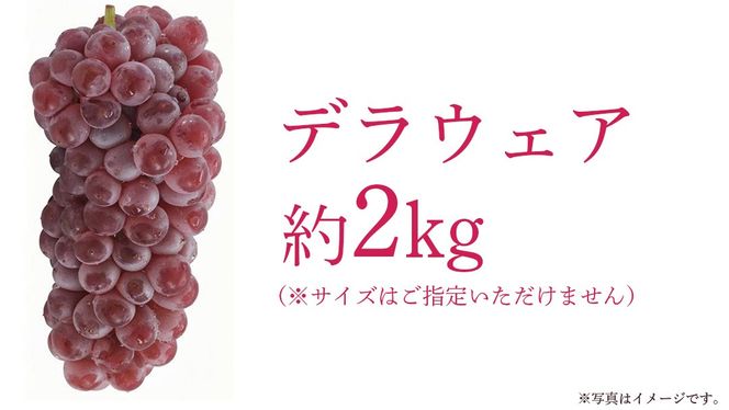 デラウェア 2kg 【 2026年7月上旬発送開始 】 (茨城県共通返礼品：大子町) デラウェア ぶどう ブドウ 葡萄 完熟 種無し フルーツ 旬果