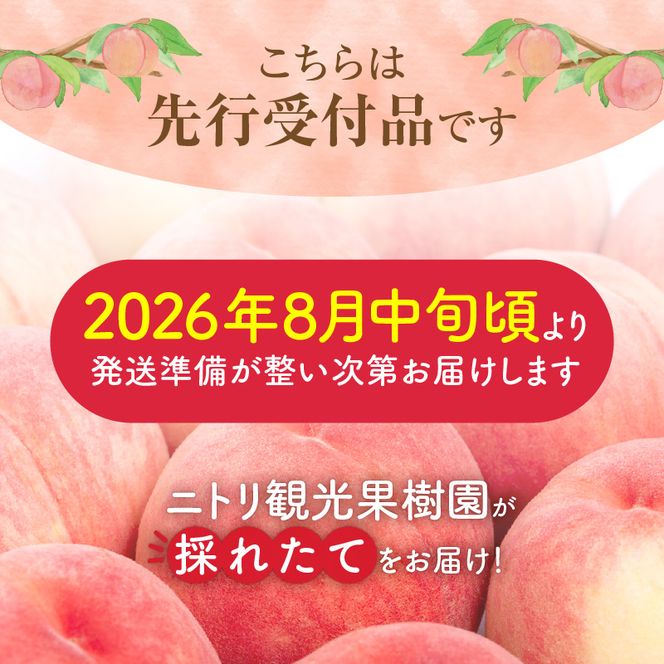【先行予約：2026年8月中旬以降発送】フルーツ王国余市産「桃」規格外品2kg【ニトリ観光果樹園】_Y074-0146