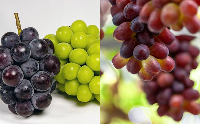 フルーツ 定期便 2026年 先行予約  晴れの国 岡山 の 旬の フルーツ 定期便 6回コース 白桃 ぶどう 梨 岡山県産 国産 フルーツ 果物 ギフト 