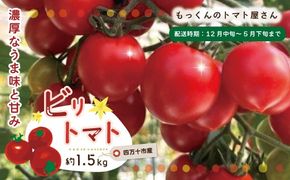 四万十市産 じっくり育った濃厚 ビリトマト 1.5kg 南国 新鮮 野菜 やさい 国産 トマト とまと ミニトマト コク 甘い 冷蔵 産地直送 お取り寄せ 旬 農家直送 高知県 高知 四万十市 四万十 しまんと 【12月中旬～5月下旬に発送】25-86
