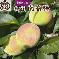 ＜6月発送＞ 厳選 青梅 2kg+60g（傷み補償分）和歌山産　梅干し 梅酒 梅ジュース CZ162