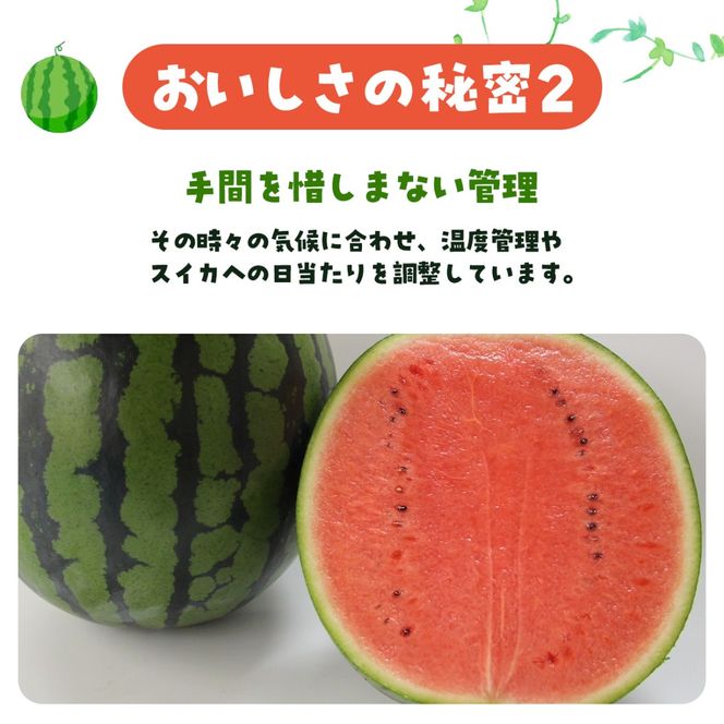 【先行予約・2027年6月下旬頃より発送】娘SUN 1玉 SMAF007
