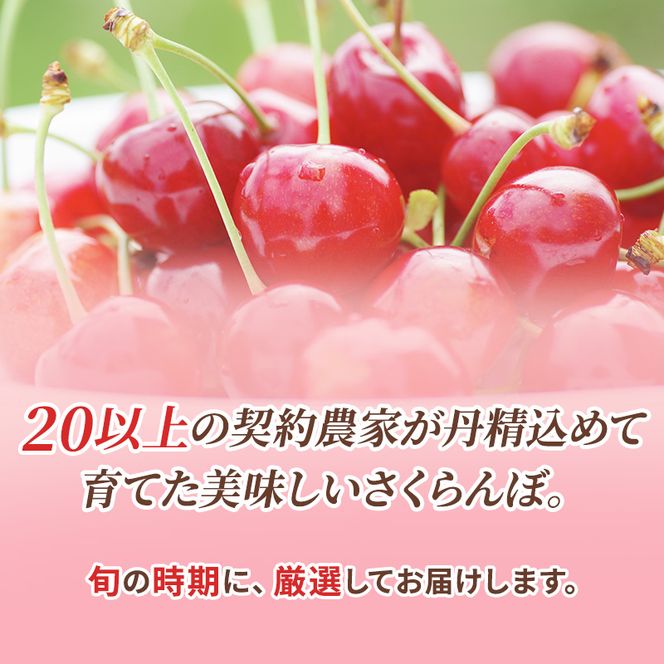 2027年発送 北海道 仁木町産 さくらんぼ 南陽 360g （180g×2パック）  Lサイズ以上 旬 桜桃 産地直送 サクランボ チェリー フルーツ 果物 果物類  仁木町 仁木 [松山商店]
