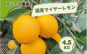 たにぐち農園の国産マイヤーレモン 4.5kg【2024年12月～2025年1月初旬の期間で順次発送致します。】 / 檸檬 レモン れもん 柑橘 国産 大容量 数量限定 ご家庭用 家庭用【mtn006A】