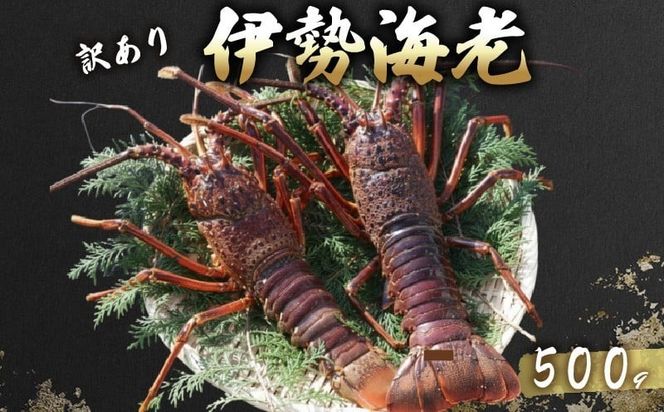 活 伊勢海老 訳あり 500g(1～3匹) 冷蔵 – 活き伊勢海老 訳あり 室戸産 国産 エビ えび 海鮮 魚介 産地直送 プリプリ 味噌汁 刺身 焼き物 汁物 室戸海洋深層水 黒潮 高知県 室戸市 ki001