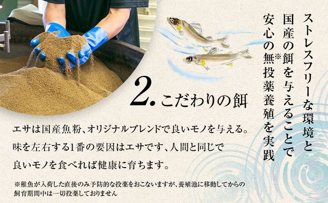 若あゆ（冷蔵配送）1kg（10尾～15尾）OGATA養殖技術研究所 南紀白浜 304018_FA01