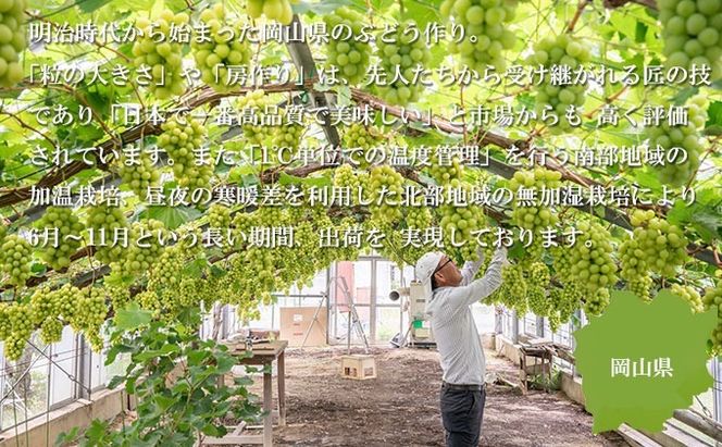 ぶどう 2026年 先行予約 シャイン マスカット 晴王 約700g×1房 8月下旬～11月下旬発送 ブドウ 葡萄 岡山県産 国産 フルーツ 果物 ギフト 岡山の葡萄 デザート 食後