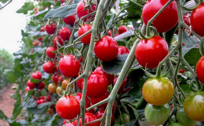 北海道仁木町産 ミニトマト100％ジュース1000ml×6本・自然栽培ブルーベリージャム120g×2本セット 栽培期間中 除草剤・化学農薬・化学肥料不使用 野菜ジュース 果汁飲料 野菜飲料 [iori farm hokkaido]