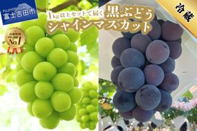 【2026年発送】ジューシーで甘さ抜群 シャインマスカットと黒ぶどうセット(1kg以上) マスカット ぶどう 果物 フルーツ 旬 高級 2026年 山梨 富士吉田