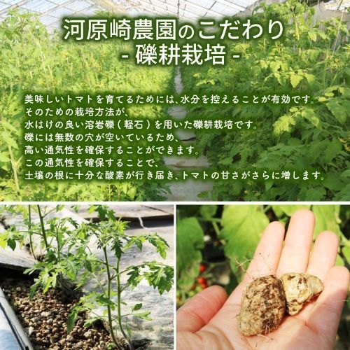 ミニ トマト プチルージュ 150g × 24パック 野菜 やさい 新鮮 旬の野菜 産地直送 高糖度 甘い プチ フルーツ ソース ジュース ケチャップ に