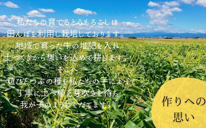 【先行予約】数量限定！リピーター続出！！とうもろこし★甘々娘★ おすすめ コーン トウモロコシ かんかんむすめ 採れたて 新鮮 野菜 健康 ヘルシー 人気 厳選 袋井市 フルーツコーン 静岡県