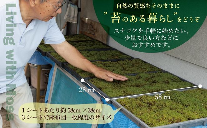 スナゴケ生苔6シート1セット【北海道・沖縄・離島　配送不可】