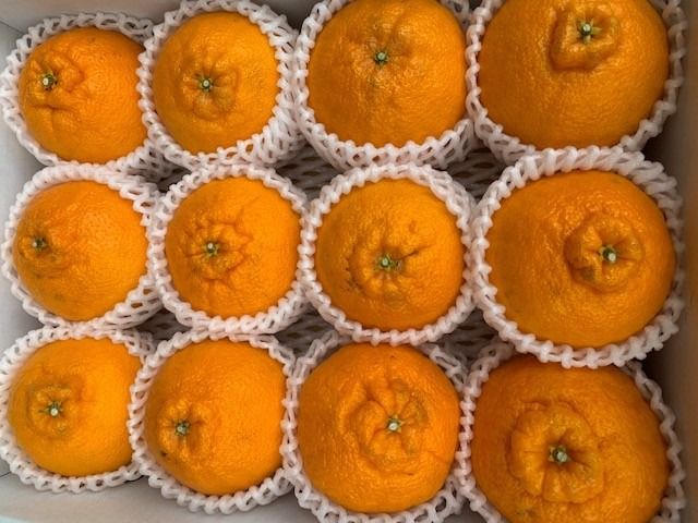 有田の不知火（しらぬい）12玉入り CC33