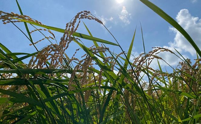 有機米こしひかり「水の精」白米5kg×2個 お米 コシヒカリ 石川県産 