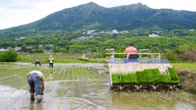 玄米 百笑米 「 天の恵 」 有機栽培 ミルキークイーン 10kg R7年産 米 コメ 茨城県 単一米 [AC015ci]