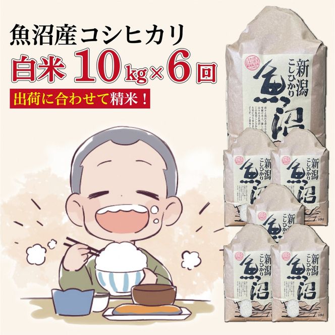 【６か月定期便】令和８年産新米　魚沼産コシヒカリ 精米10kg×６回　計60kg