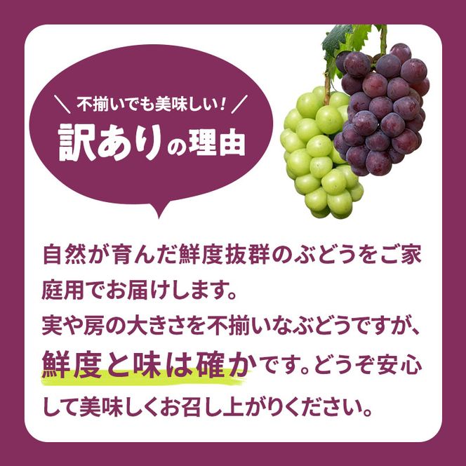 訳あり 辻葡萄園 の ピオーネ 約2kg ご家庭用 岡山県産 ぶどう 葡萄 果物 フルーツ 2026年 先行予約 果物類 数量限定