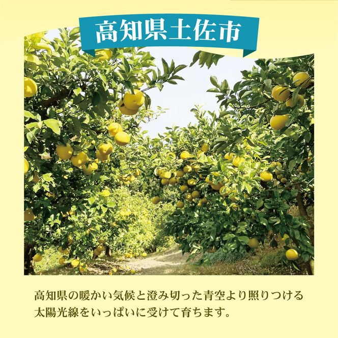 【訳あり】土佐文旦（ぶんたん）家庭用（M～５Ｌ）約１０ｋｇ  約10～30玉