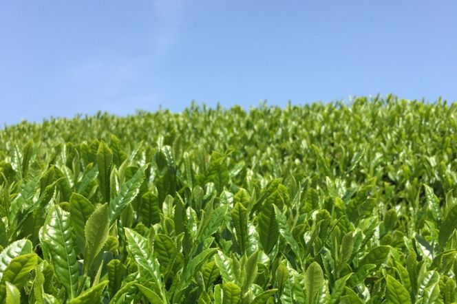 宇治・煎茶ティーバッグ 5g×20個×3袋　〈お茶 茶 煎茶 緑茶 かぶせ茶 飲料 ティーバッグ 煎茶ティーバッグ ティーパック 宇治茶 日本茶 加工食品〉 宇治煎茶ティーバッグ 