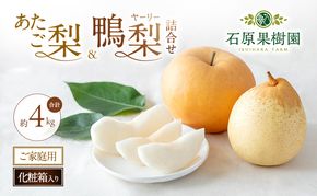 梨 2026年 先行予約 ご家庭用 あたご梨・鴨梨（ヤーリー）詰め合わせ 約4kg あたご梨2～3玉 ヤーリー3～6玉 化粧箱【11月下旬～12月中旬頃発送】 ナシ なし 岡山県産 国産 フルーツ 果物 石原果樹園 