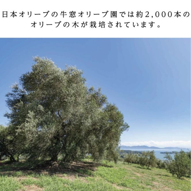 オリーブオイル 有機栽培 エキストラバージン オリーブ オイル 180g 3本 セット オーガニック 調味料 油 オリーブ油 食用油 ギフト 