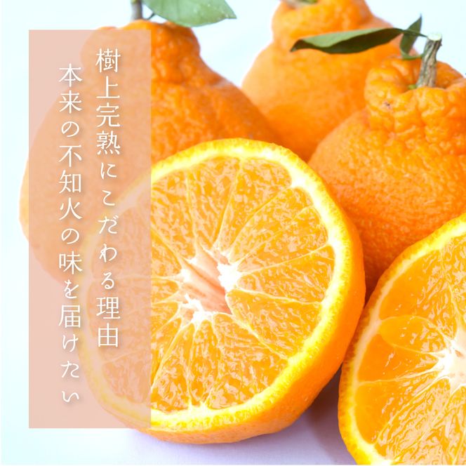 【先行予約】【数量わずか】樹上完熟しらぬい（不知火） 約2kg(6個) 秀品　2027年2月末～2027年3月末頃に順次発送予定（お届け日指定不可）/ 和歌山 みかん しらぬい 不知火 フルーツ 柑橘 蜜柑 果物 くだもの【kgr005】