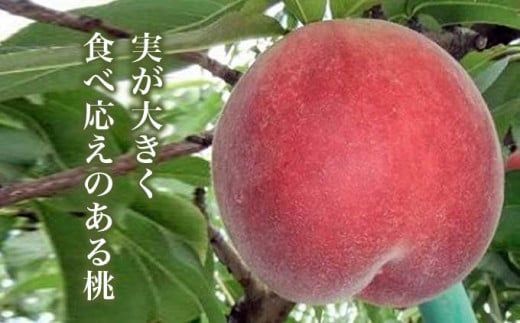 なつっこ (白桃） 約3kg 7～12玉 ［小布施屋］ 桃 白桃 もも モモ フルーツ 果物 令和8年産 【2026年8月上旬～中旬発送】