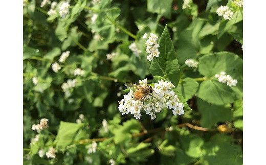 神の国 出雲産 純粋そば蜂蜜 120ｇ×2瓶 合計240ｇ 322032_EG001