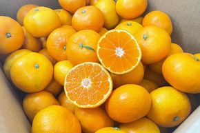 完熟有田みかん 3kg 秀品 【2026年10月中旬頃より発送】【S～Lサイズおまかせ・混合】CQ10