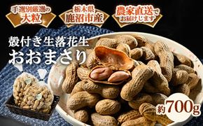 殻付き生落花生 おおまさり 約700g | らっかせい ピーナッツ おつまみ 鹿沼市 農家直送 ※北海道・沖縄・離島への配送不可