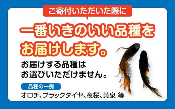 メダカスターターキット アクアリュウムタワー クリアー 【株式会社プロスパージャパン】 スターターキット 水槽 セット[AEAK004]