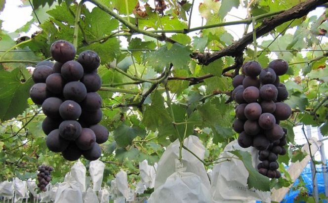 フルーツの里の直売所より 巨峰 果物類 ぶどう ※配送不可：離島