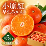 小原紅早生みかん　約5kg 果物類 柑橘類 フルーツ 