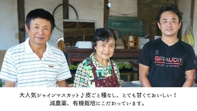 《 先行予約 》 シャインマスカット 2～3房 ( 約 1.5kg )  贈答用 【2026年8月下旬頃発送開始】 ( 共通返礼品：下妻市 )フルーツ 果物 マスカット ぶどう 葡萄 ブドウ 旬 国産 産地直送 化粧箱 ギフト 【石﨑ぶどう園】 [DT002us]