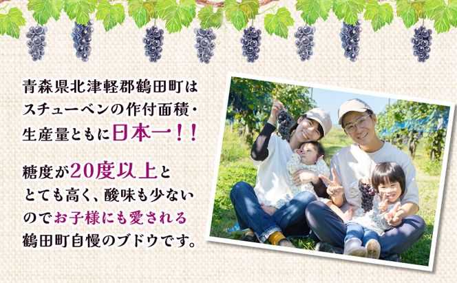 【 数量限定 】芽実農園 農家直送 スチューベン 約 2kg【 9月 ～ 1月発送 】青森県鶴田町産 果物 フルーツ ぶどう おやつ デザート 食後 冬ぶどう 