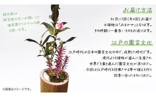 寄せ植え 江戸の四季 【 3ヶ月に1回お届け (全4回お届け) 】	 植物 季節 旬 ガーデニング インテリア 定期便