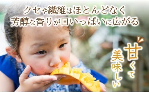 【2026年6月末から順次発送】選べる数量 2～3玉(約1kg)/3～6玉(約2kg) 2L～3L マンゴー 【 産地直送 旬 フルーツ 新鮮 完熟 マンゴー 石垣 沖縄 】