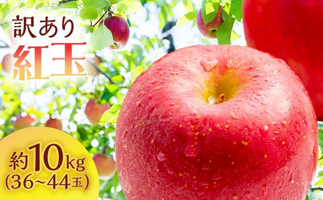 【訳あり】りんご 青森 紅玉 約 10kg (36～44玉) 青森県産 リンゴ サイキチ農園 青森県 鰺ヶ沢町産 フルーツ 果物 不揃い 傷 林檎