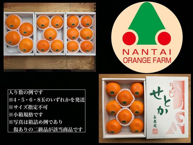 ちょっと 傷あり ハーフ 化粧箱 柑橘の大トロ ハウス せとか 4 ～ 8玉入 南泰園 BS168