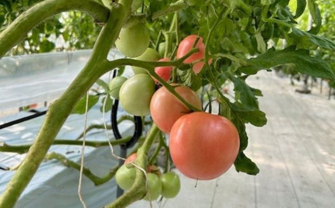 鈴鹿山麓トマト 中玉トマト「レッドオーレ」箱詰め（1.8kg入り）【トマト ミニトマト 採れたて 自然 栽培 水耕栽培 野菜 甘い あまい おいしい 美味しい 三重県 四日市市 ふるさと納税】